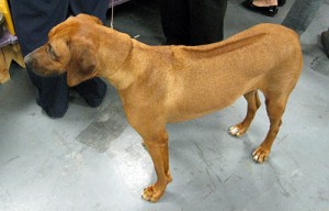 ridgeback
