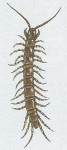stonoka