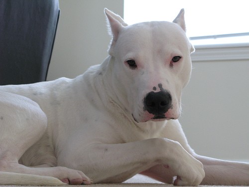 dogo