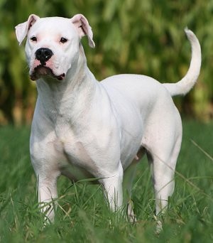 dogo2